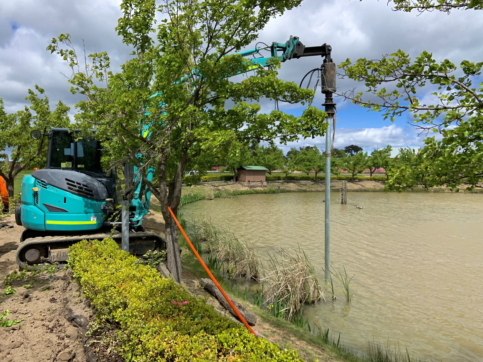 A Multiturn screw pile installed beside established trees